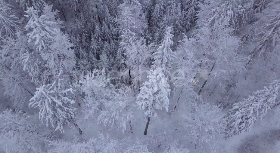 冬季大雪冻结的树林影片素材（2188）