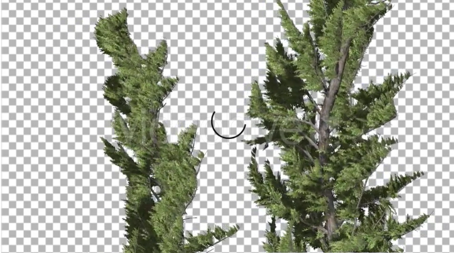 风中摇曳的杜松树&针叶树影片素材（2190）