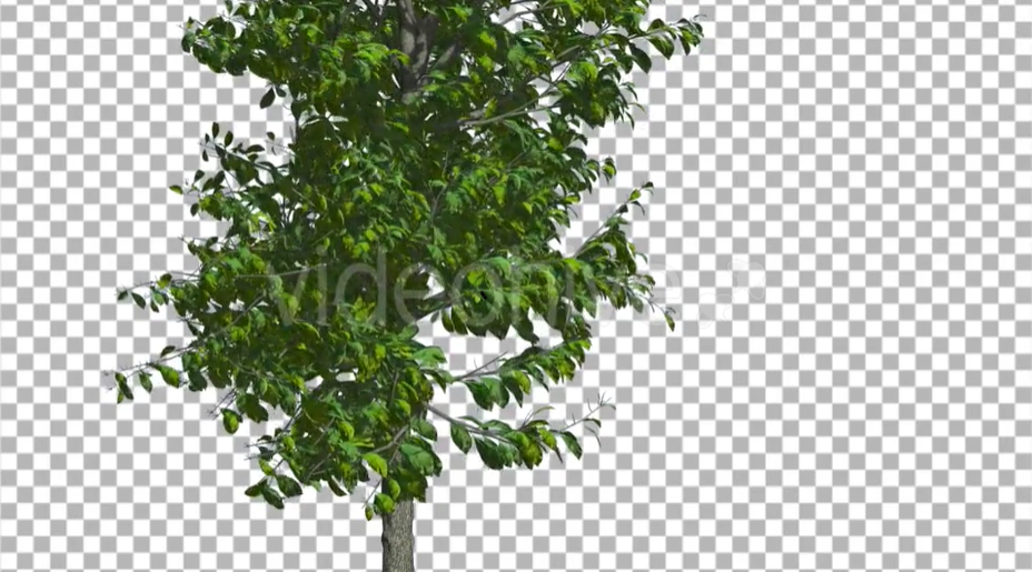 风中摇曳的薄叶绿树影片素材（2196）