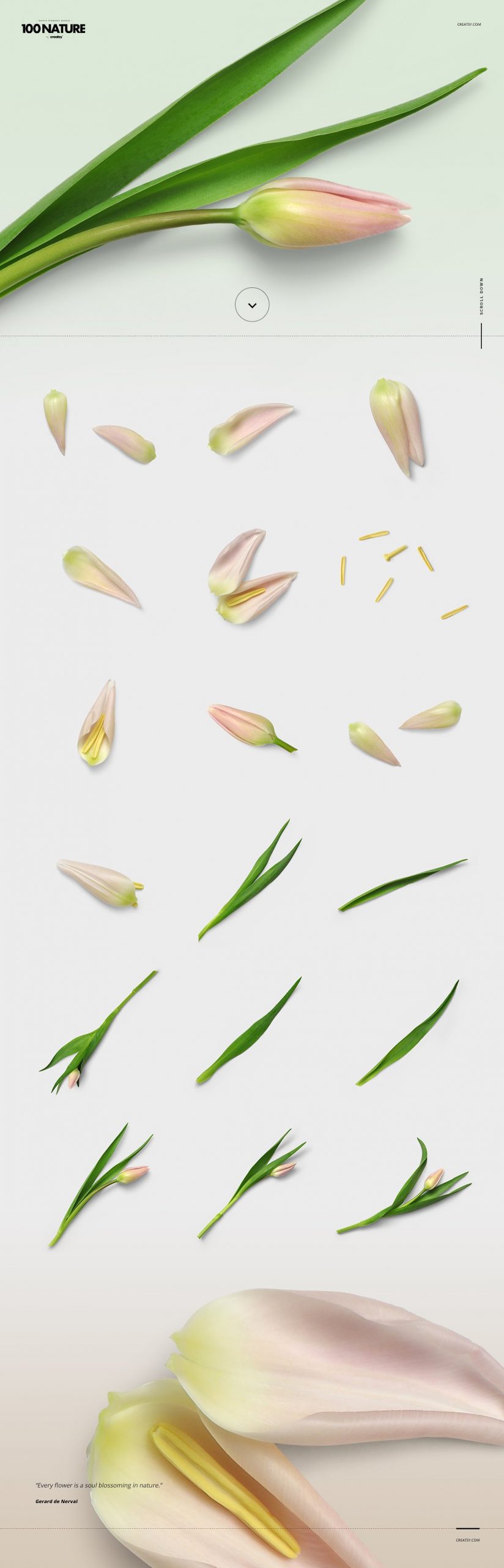 100绿色花卉自然植物元素套装（4906）插图(1)