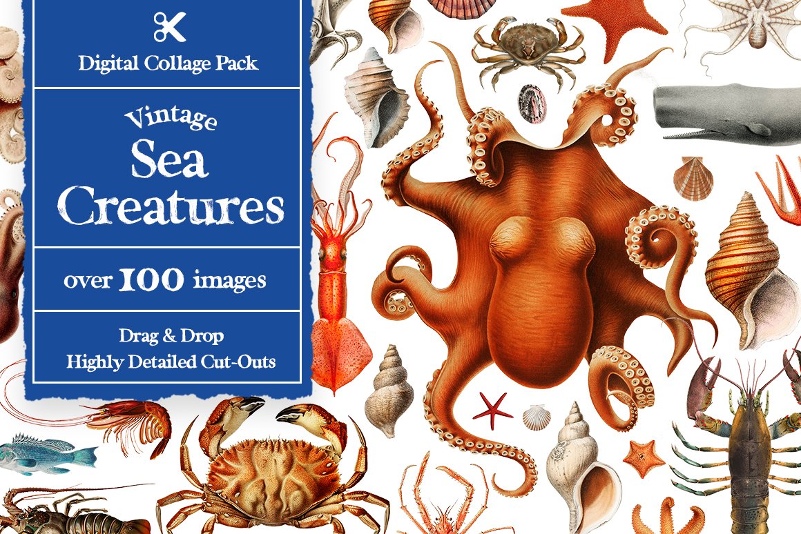 Collage Supply Co 1100个复古拼贴艺术动植物海洋生物杂志拼贴剪纸插图创作者PNG元素包（6381）图层云4