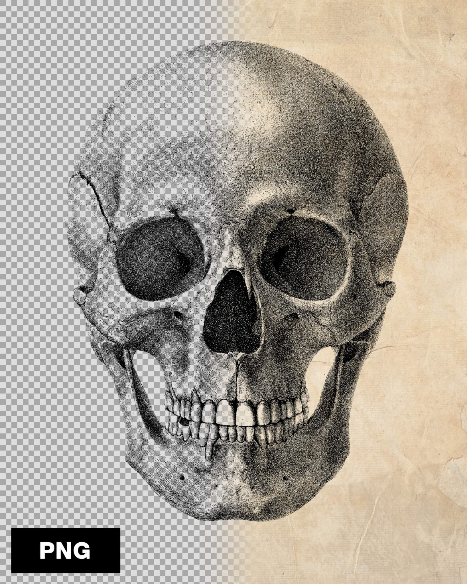 75款复古中世纪骷髅头骨骨架骨骼万圣节恐怖氛围PNG高清免扣插画拼贴艺术套装 BLKMARKET – Skullpack（8435）图层云