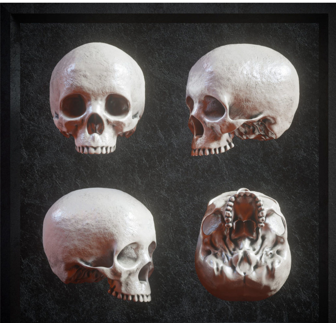 炫酷逼真3D人类头盖骨FBX模型素材 Billelis 3D Skull Model Pack （8816）图层云
