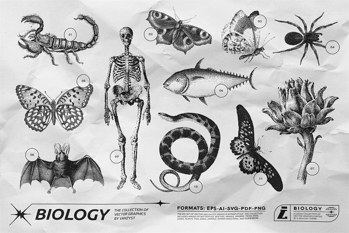 125款复古生物学昆虫动物鸟类鱼类人体骨骼植物自然界像素位图AI矢量插画PNG免扣设计套装 125 Vector Bitmap Assets. Biology（9846）图层云