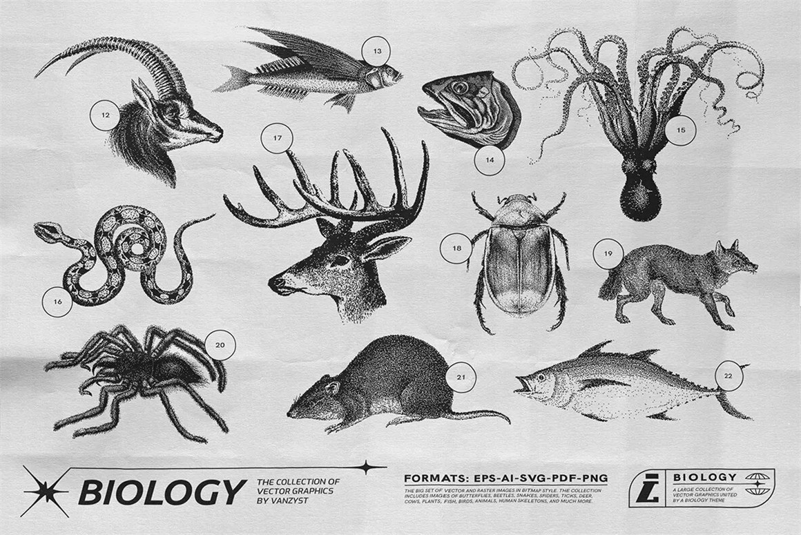 125款复古生物学昆虫动物鸟类鱼类人体骨骼植物自然界像素位图AI矢量插画PNG免扣设计套装 125 Vector Bitmap Assets. Biology（9846）图层云