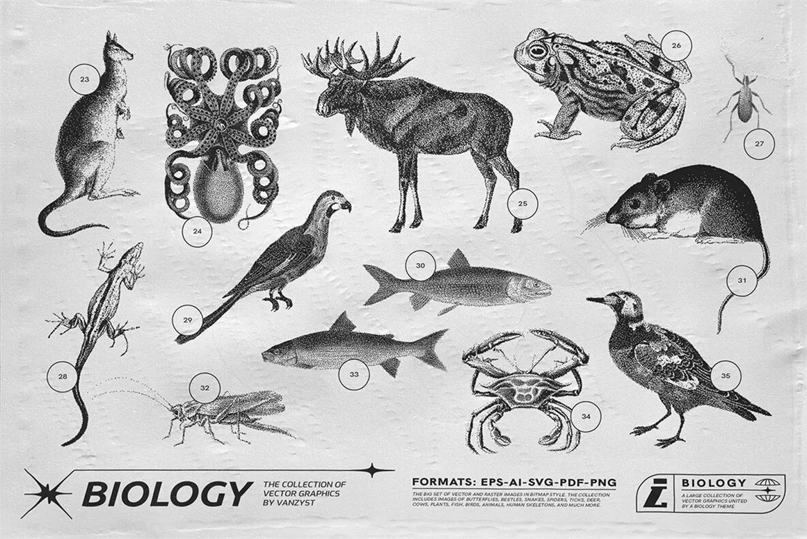 125款复古生物学昆虫动物鸟类鱼类人体骨骼植物自然界像素位图AI矢量插画PNG免扣设计套装 125 Vector Bitmap Assets. Biology（9846）图层云