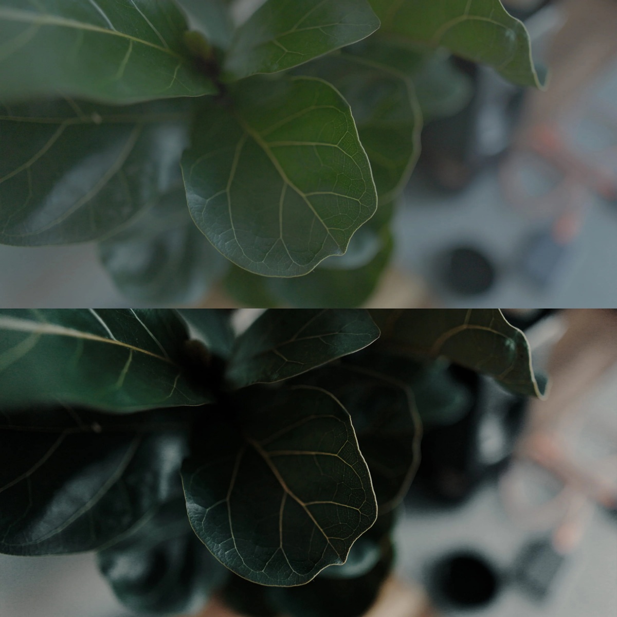 Tom Noske – Cinematic LUT collection 一键式热门永恒电影感LUT调色预设 支持佳能、索尼、黑魔法、阿莱、RED相机（12291）图层云