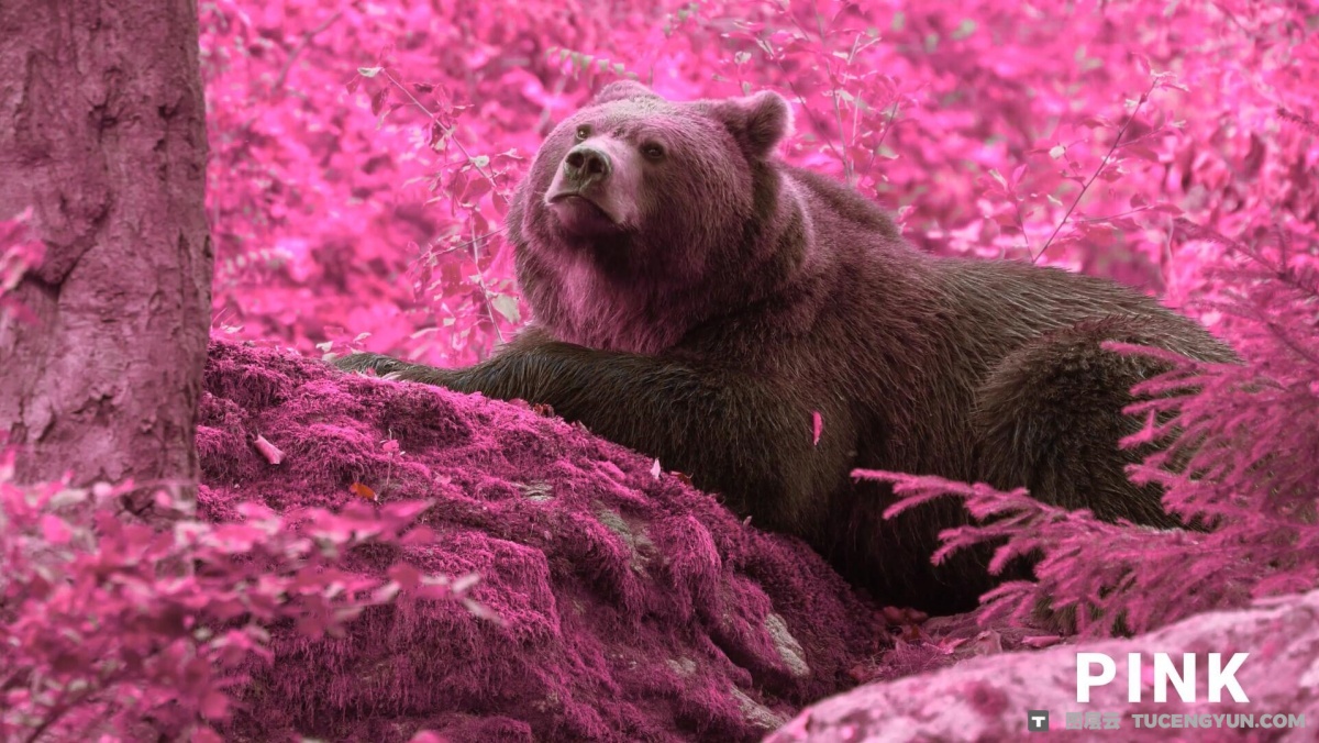 柯达Aerochrome红外胶片模拟风景旅拍摄影电影短片LUT调色预设 Aerochrome: Infrared LUTs（12855）图层云