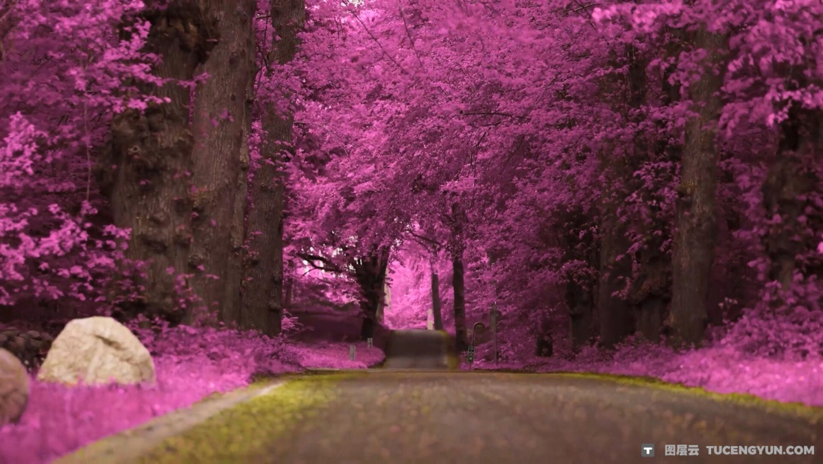 柯达Aerochrome红外胶片模拟风景旅拍摄影电影短片LUT调色预设 Aerochrome: Infrared LUTs（12855）图层云