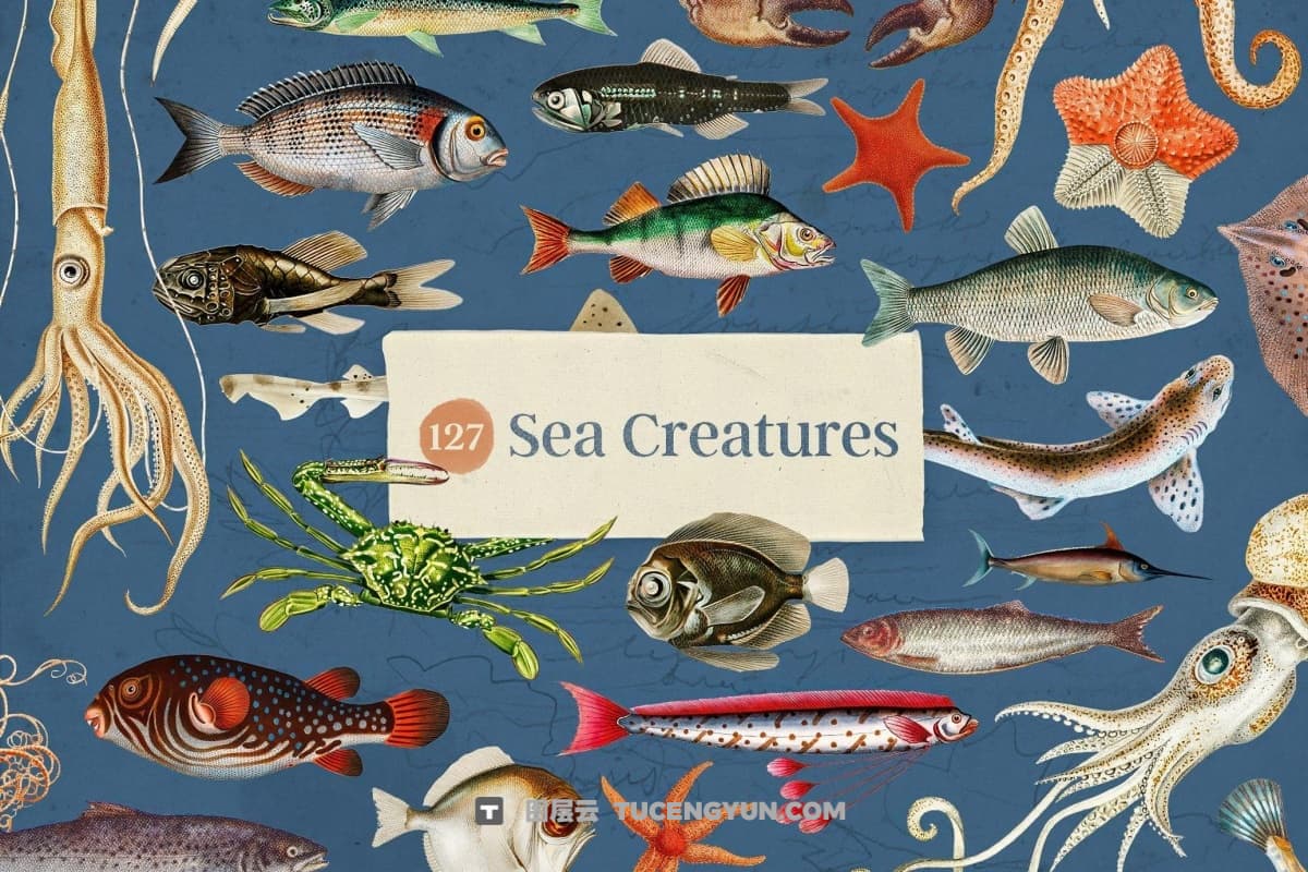 349个老式海洋档案拼贴艺术海洋鱼类海星乌贼螃蟹珊瑚贝壳海螺插画沙滩背景JPG+PNG免扣元素图片素材 Oceanic Archive — Sea Elements Bundle（13064）图层云