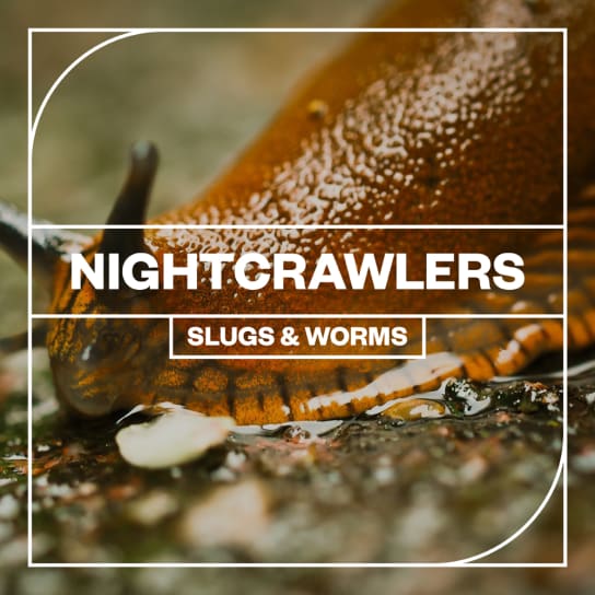 音效：夜间爬行动物蜗牛、鼻涕虫黏糊糊音效素材 Blastwave FX Nightcrawlers Slugs and Worms（13096）