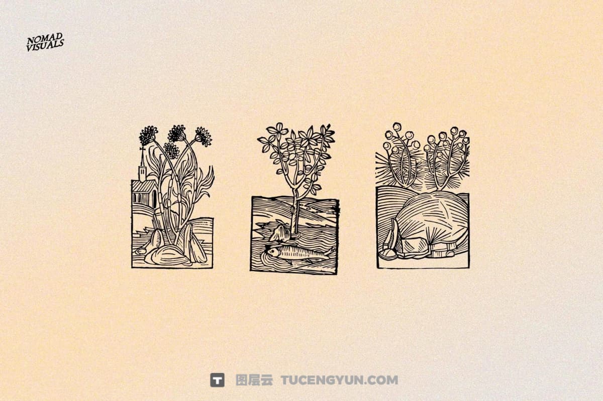 450个复古中式意境植物树枝树叶插花盆栽盆景AI矢量图形手绘插画设计套装 Herbarium Medieval Botany Collection（13346）图层云