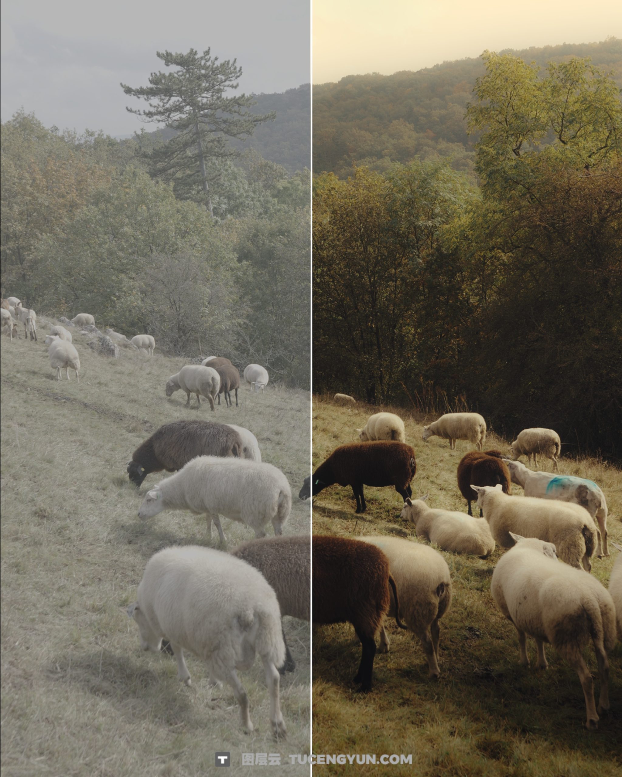 复古怀旧氛围户外旅行黄金色调柔和电影感LUT调色预设 Julian Papis – Nostalgia LUT Pack（13817）图层云