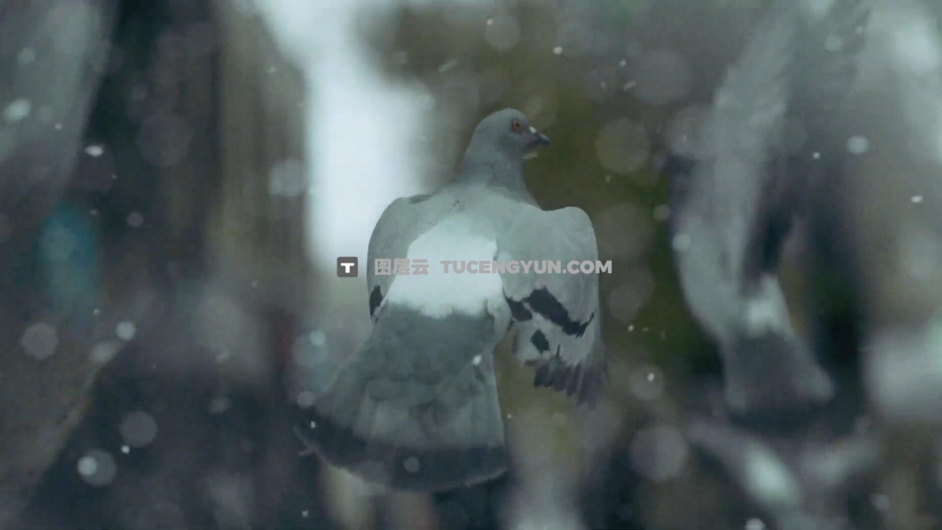 120个超高品质电影级写实下雪雪景氛围叠加背景4K视频素材（14024）图层云