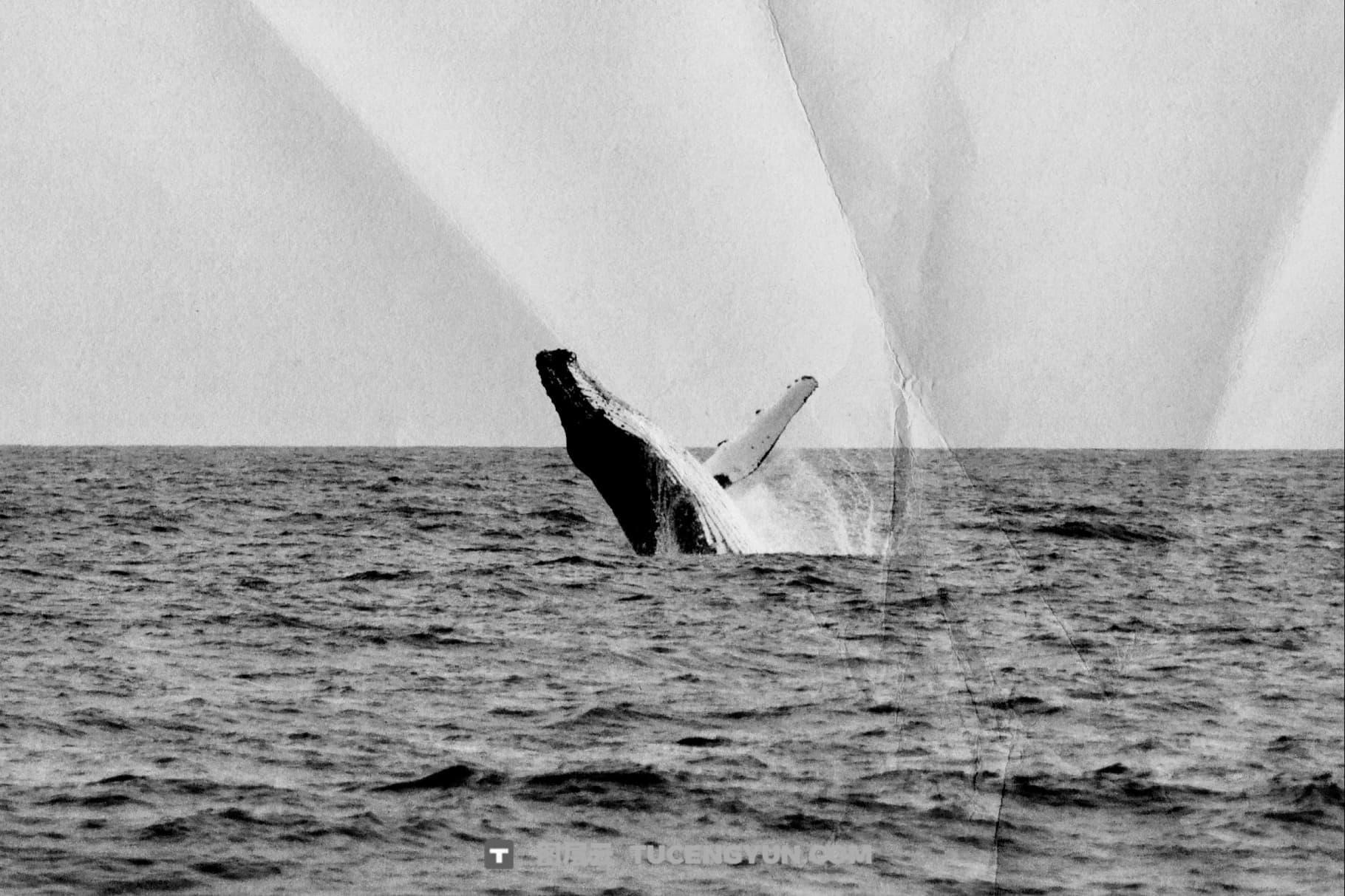 40款真实折痕折叠褶皱JPG纸张背景肌理底纹纹理素材合集 Wrinkled & Folded Papers Collection（14106）图层云