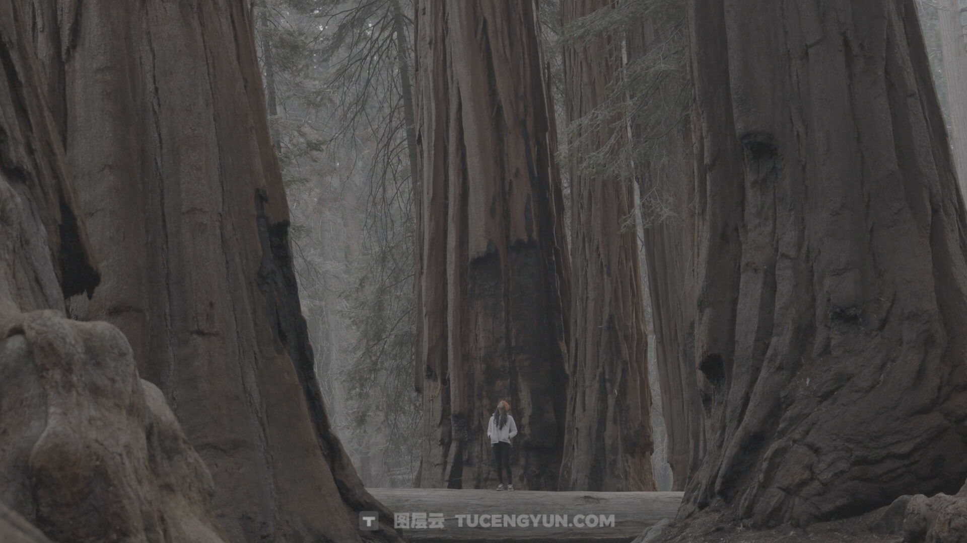 一键式复古电影感阿莱蓝、电影绿、暖色调LOG还原色彩分级LUT调色预设 Lifesessions – Cinema Life Luts（14233）图层云