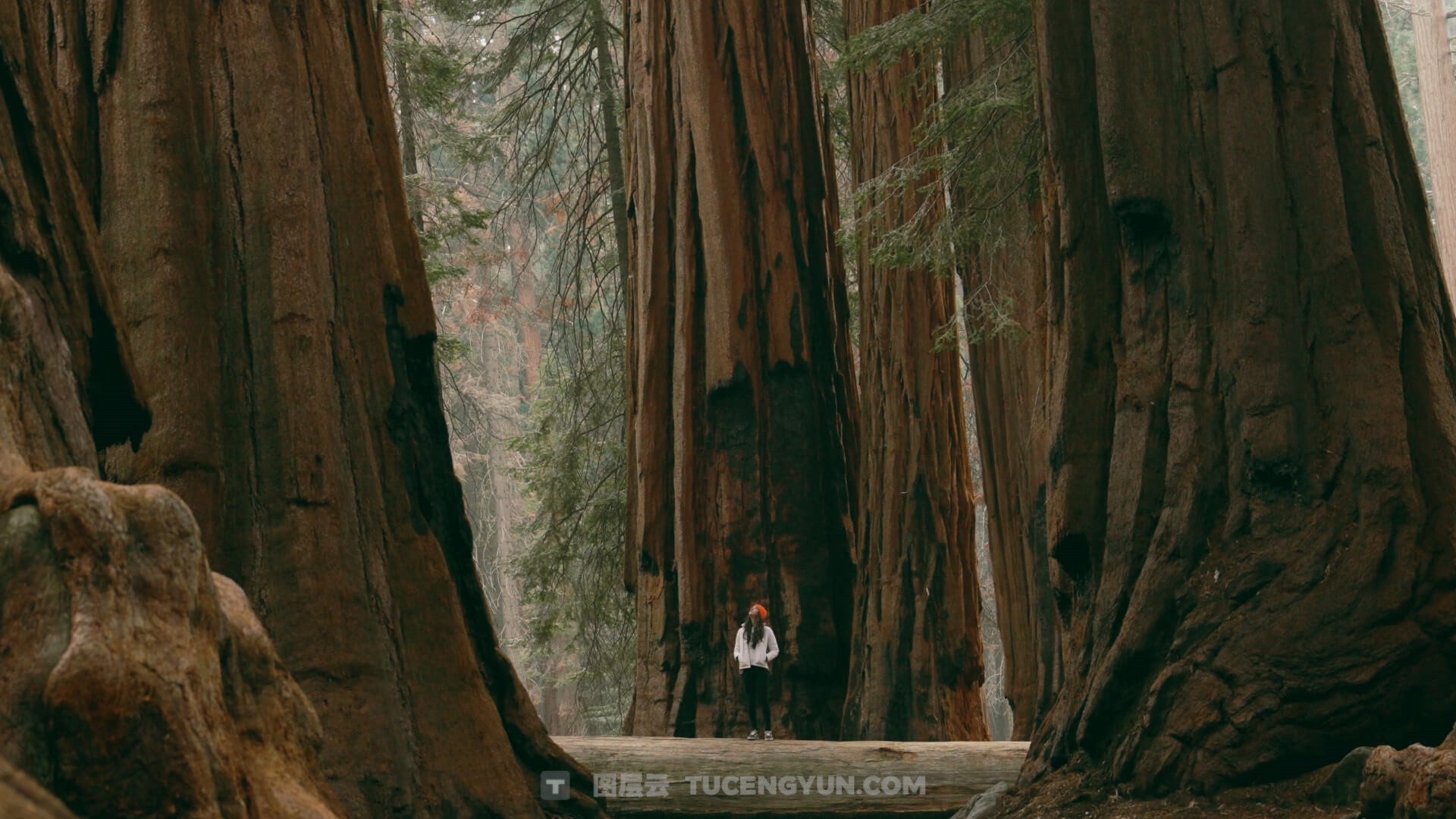 一键式复古电影感阿莱蓝、电影绿、暖色调LOG还原色彩分级LUT调色预设 Lifesessions – Cinema Life Luts（14233）图层云