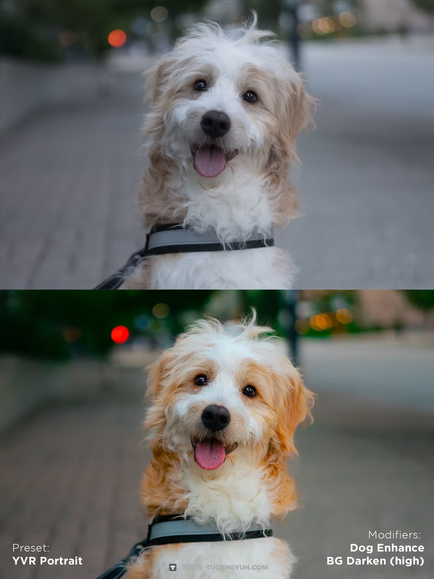 油管网红宠物博主人像宠物摄影Lightroom终极预设套装 Justjn Veenema – Ultimate Preset Bundle（14339）图层云