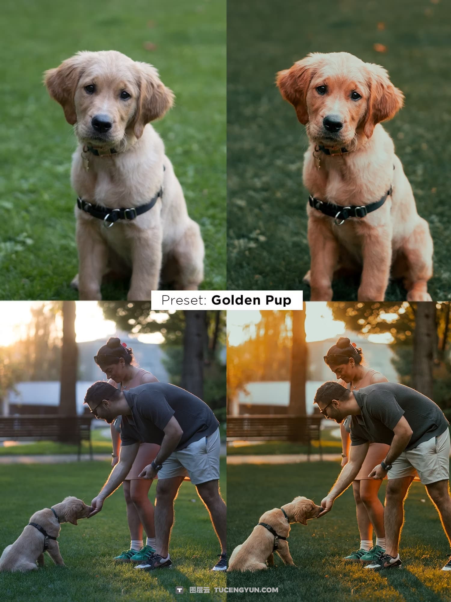 油管网红宠物博主人像宠物摄影Lightroom终极预设套装 Justjn Veenema – Ultimate Preset Bundle（14339）图层云