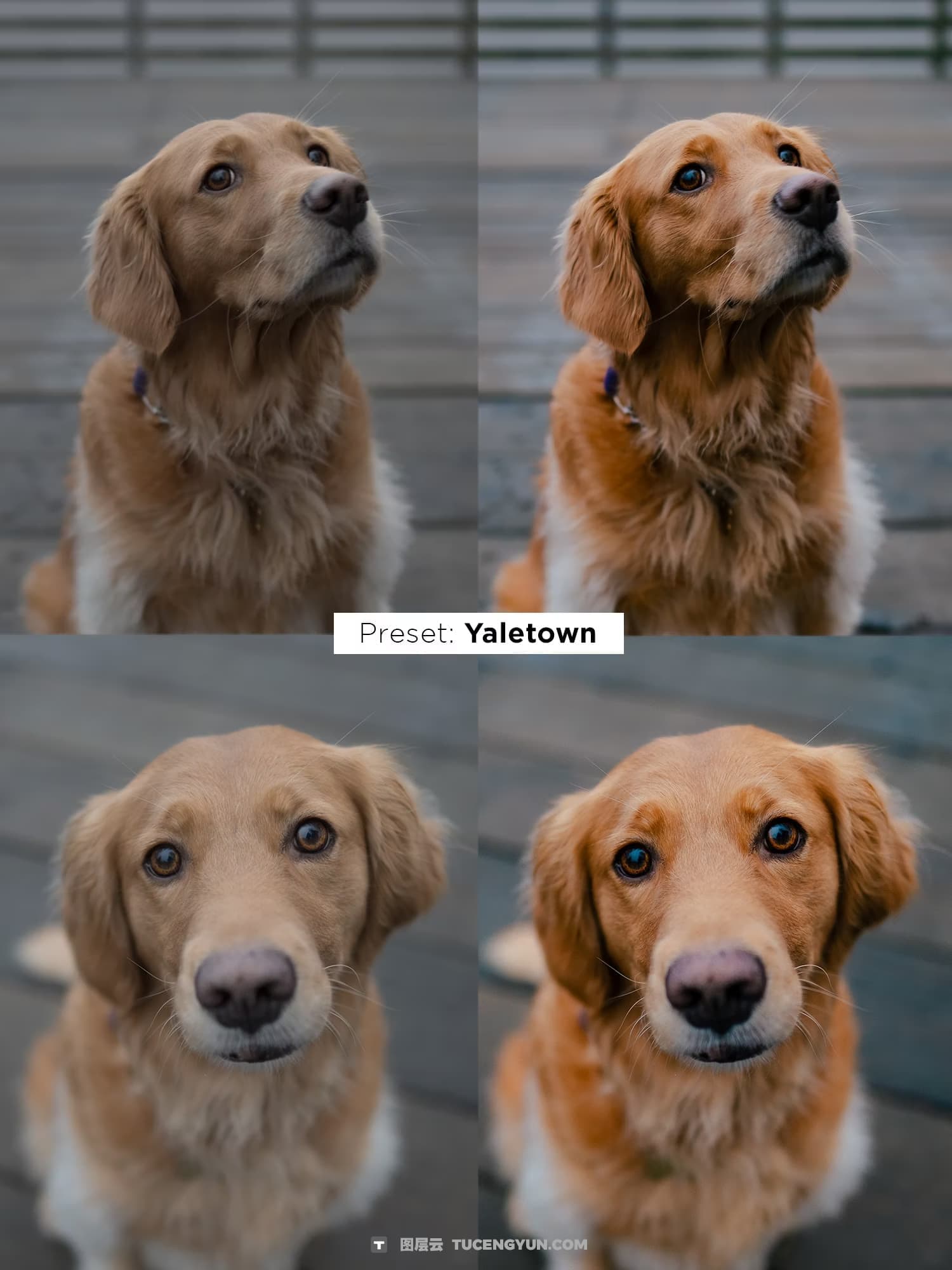 油管网红宠物博主人像宠物摄影Lightroom终极预设套装 Justjn Veenema – Ultimate Preset Bundle（14339）图层云