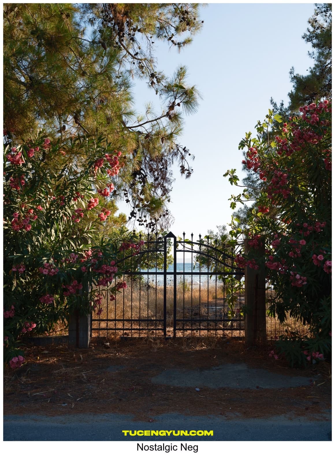 热门富士胶片模拟人像摄影风景旅拍LR调色预设 Fujify [Sony] Lightroom Profiles – Essential Pack（14982）图层云