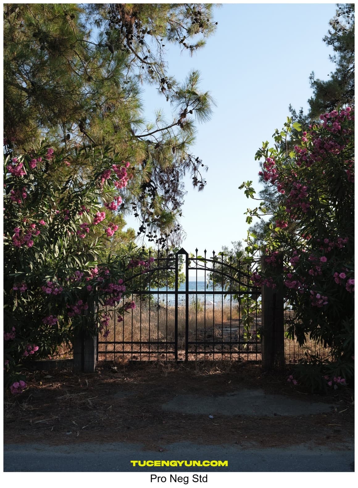 热门富士胶片模拟人像摄影风景旅拍LR调色预设 Fujify [Sony] Lightroom Profiles – Essential Pack（14982）图层云